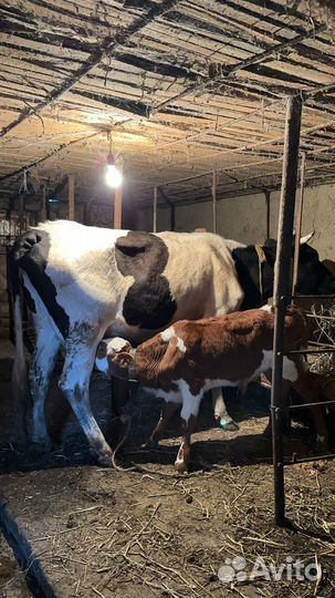 Коровы с телятами и бычок