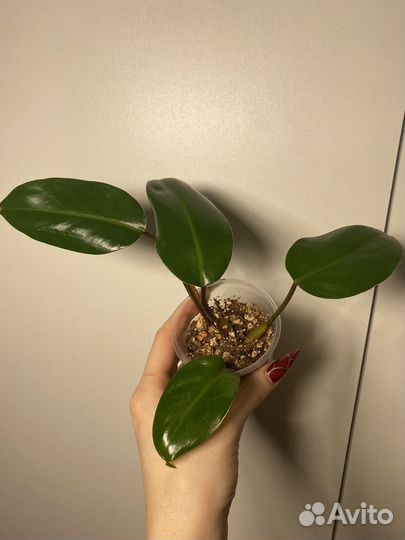 Филодендрон краснеющий