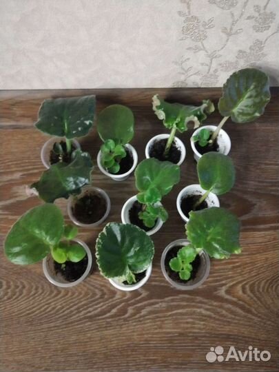 Укорененные черенки фиалок (с детками)