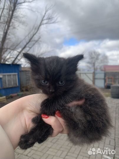 Котята за корм любой