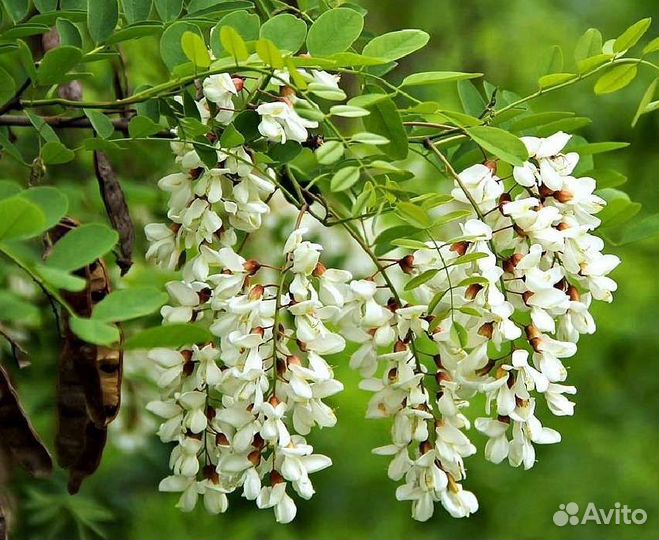 Акация белая