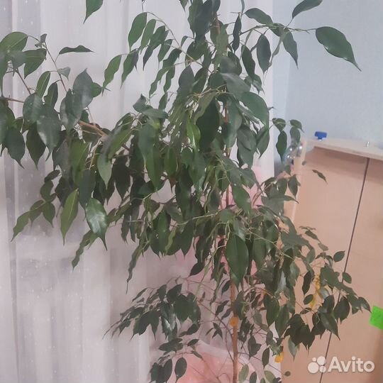 Комнатные растения цветы