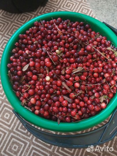 Клюква свежая