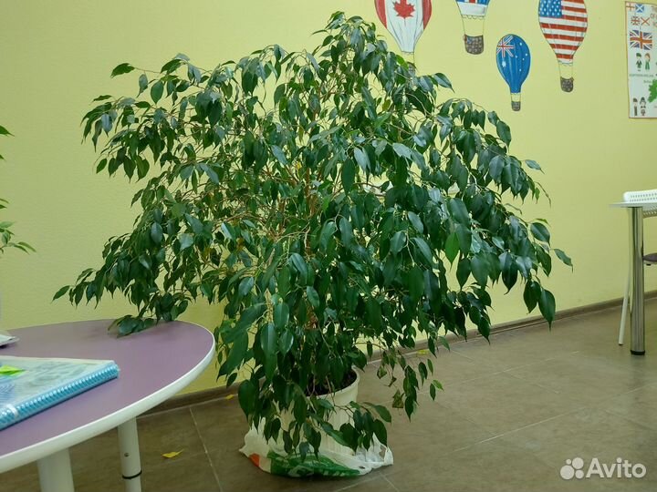 Фикус бенджамина большой