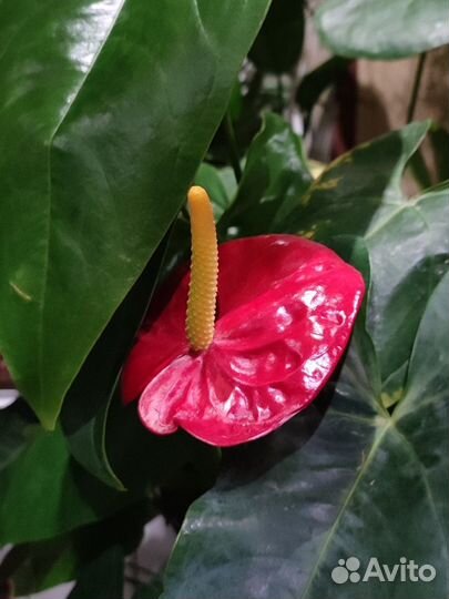 Антуриум и Спатифиллум