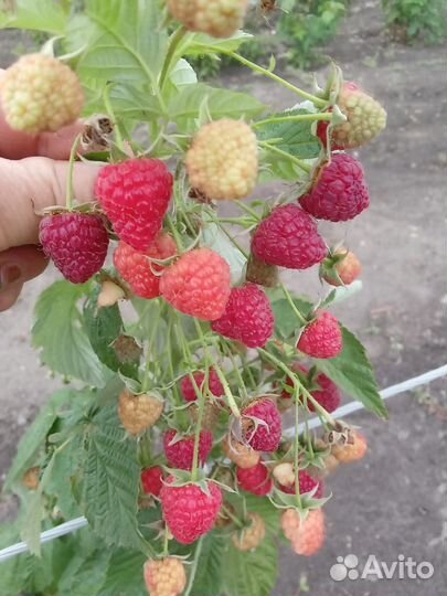 Рассада малины летняя, и ремонтантная
