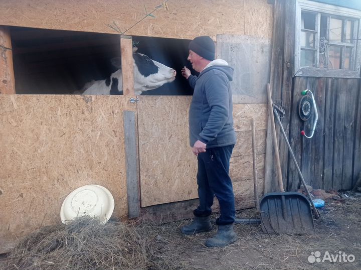 Корова стельная дойная Томская обл. с. Зырянское