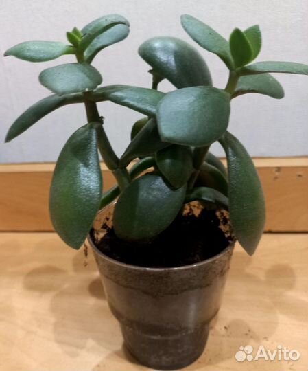 Денежное дерево- Crassula