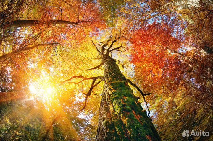 Красивые обои