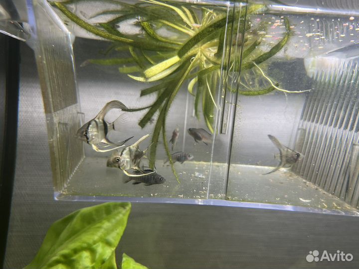 Мальки скалярии