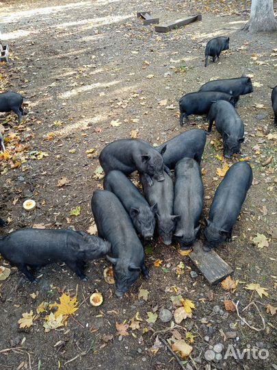 Вьетнамские вислобрюхие поросята