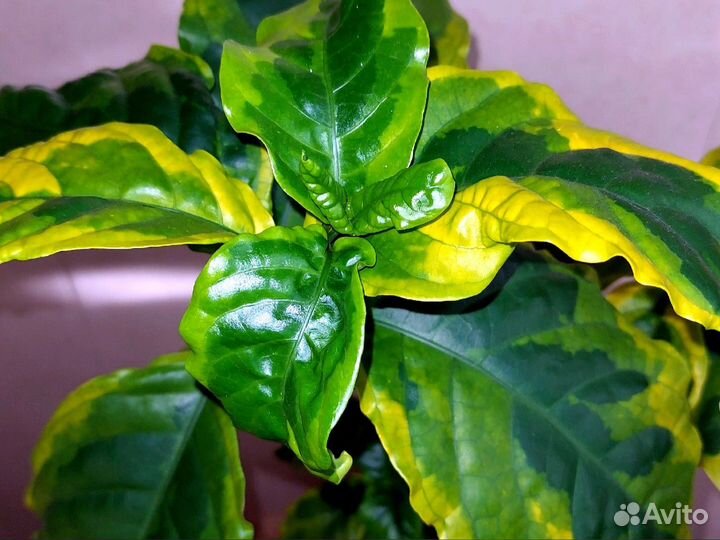 Псевдоэрантемум Yellow Dwarf