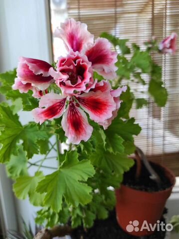 Королевские герани