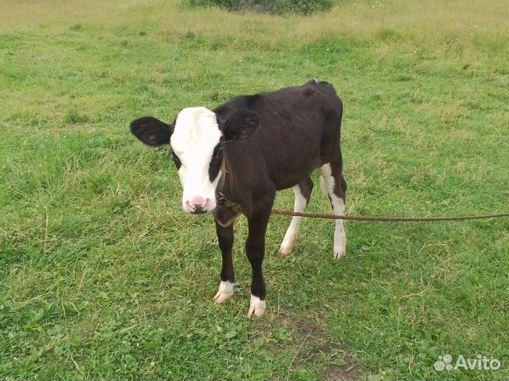 Телка 3,5 месяца