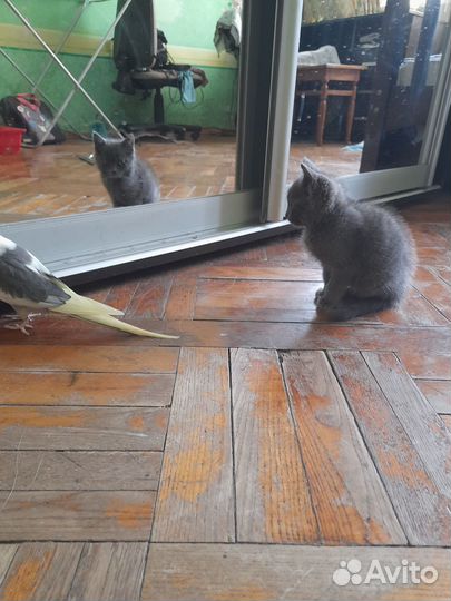 Отдам в добрые руки кошечку