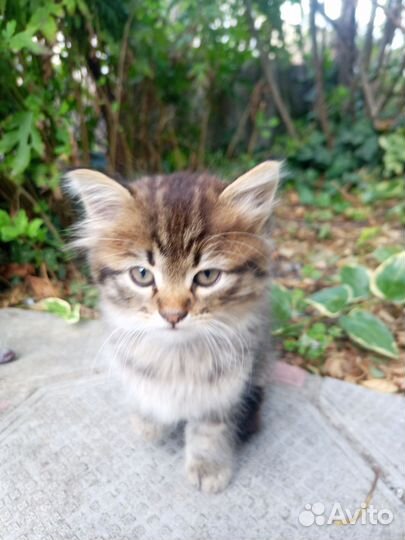 Котенок
