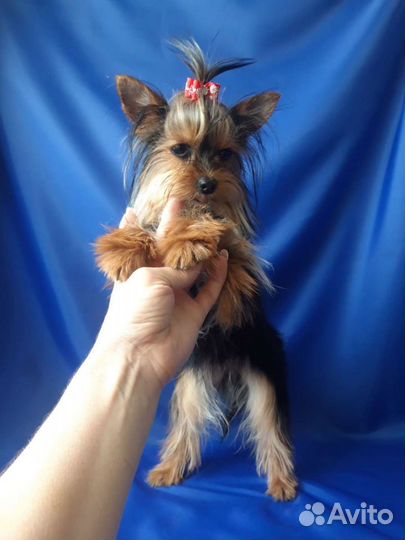 Мини мальчиЗайка