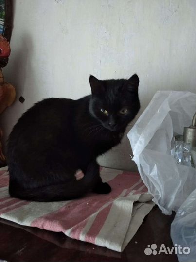 В добрые руки