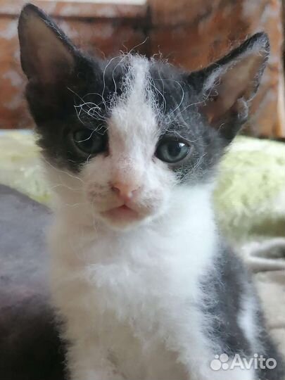 Кошка сфинкс