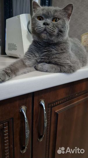 Британская