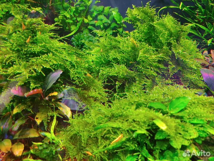 Папоротник.анубиасы.мох
