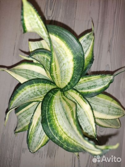 Сансевиерия Японский твистер