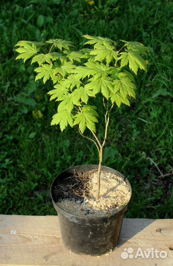 Клен ложнозибольдов