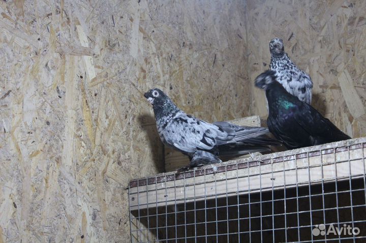 Голуби бойные