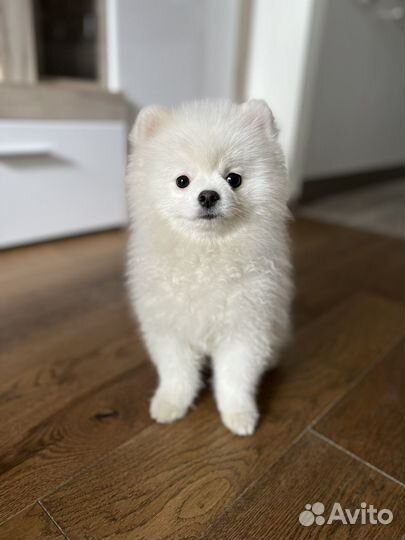 Вязка собак шпиц померанский