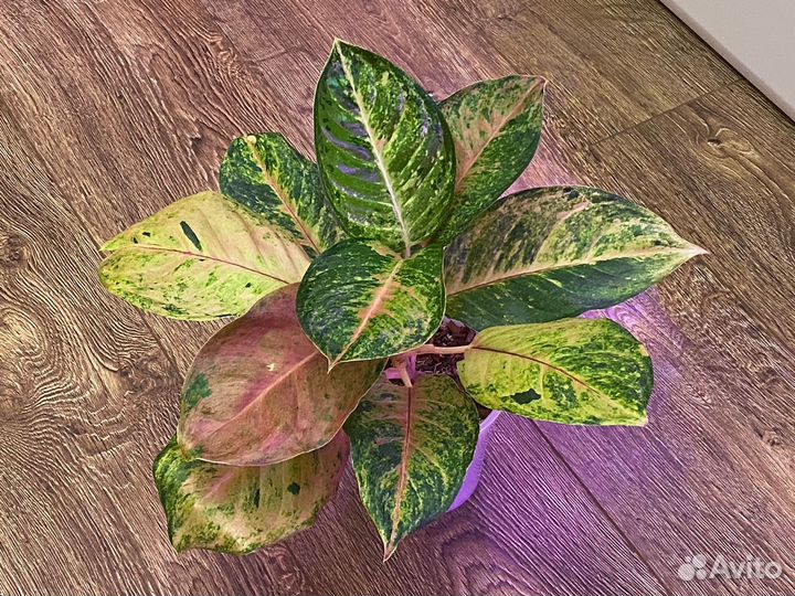 Аглаонемы тайские редкие