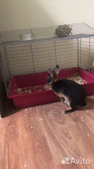 Клетка для кролика