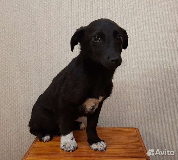 Собака в добрые руки щенок