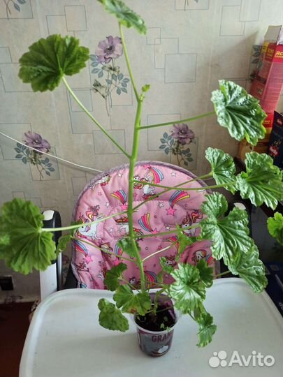 Драцена, герань