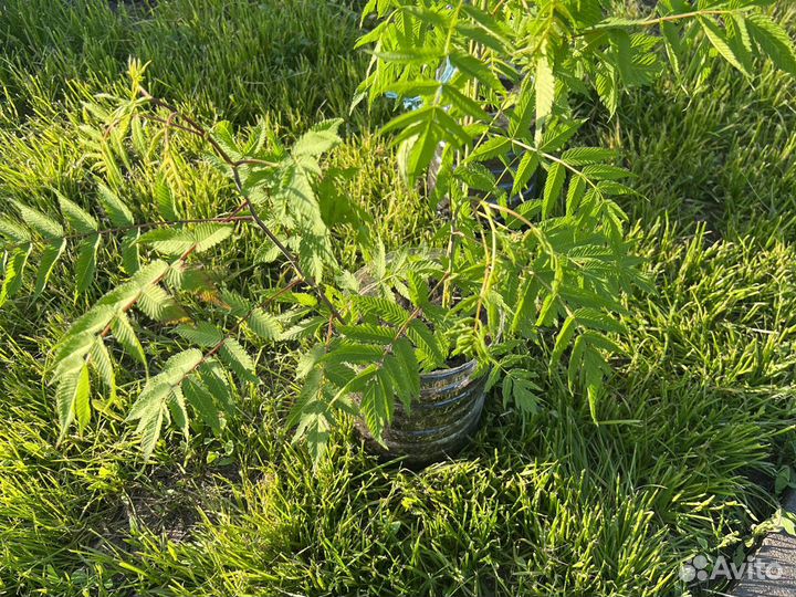 Декоративный кустарник Сперея