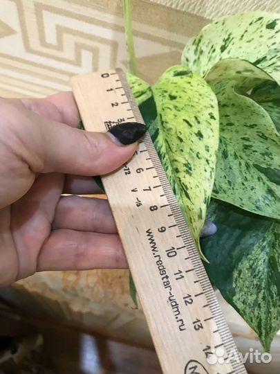 Сциндапсус. Марбл Квин