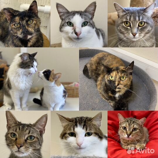 Кошки из приюта ждут своих людей