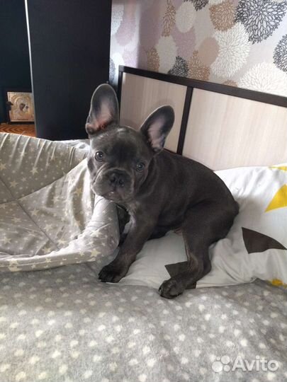 Французский бульдог