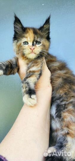 Мейн-кун очень яркая звёздочка девочка