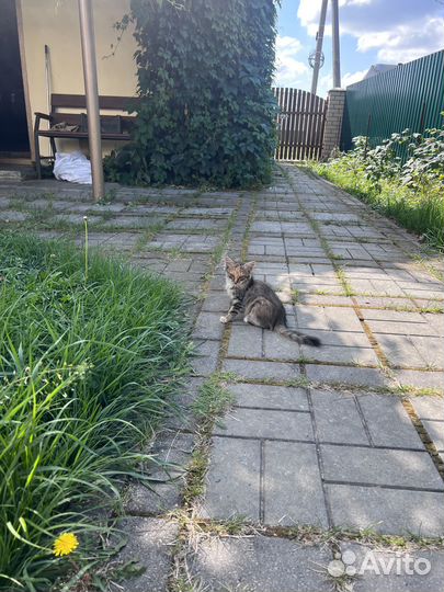 Очаровательные котята в любящие руки