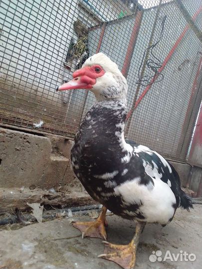 Мускусные утки