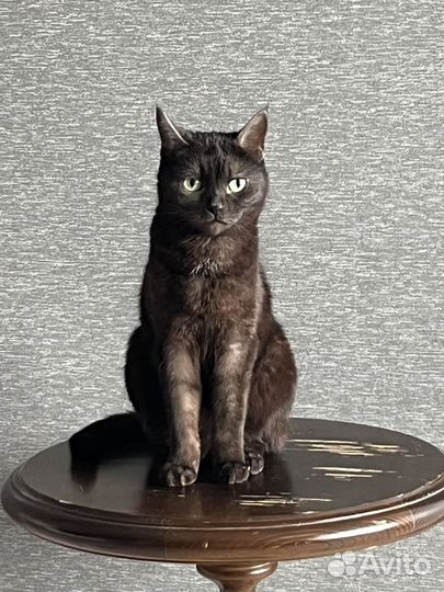 Кот Чушпан
