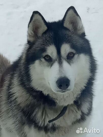 Натуральный корм для животных