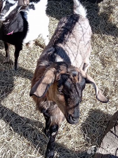 Козы Альпо-нубийские