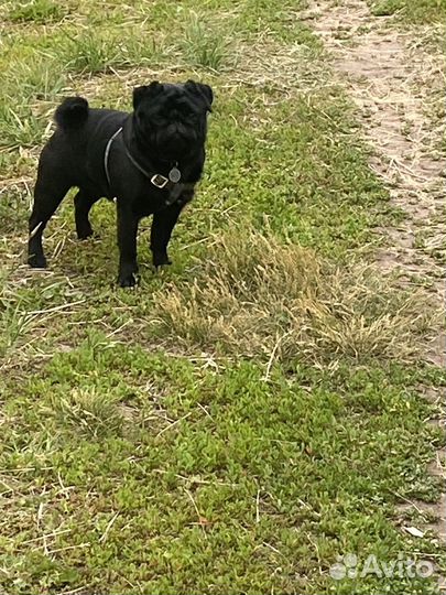 Мопс вязка мальчик