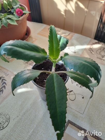 Комнатные цветы