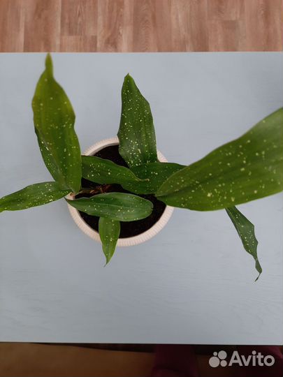 Аспидистра милки вэй