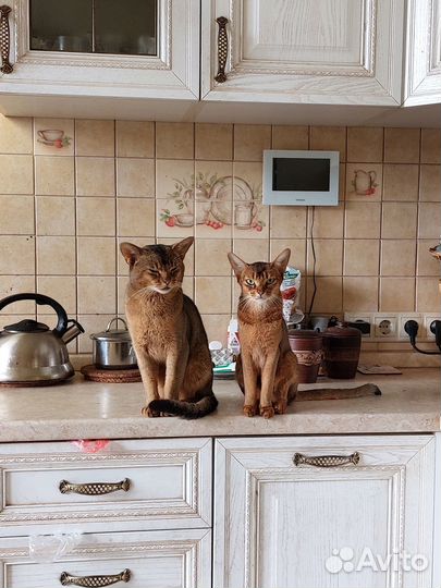 Абиссинские котята