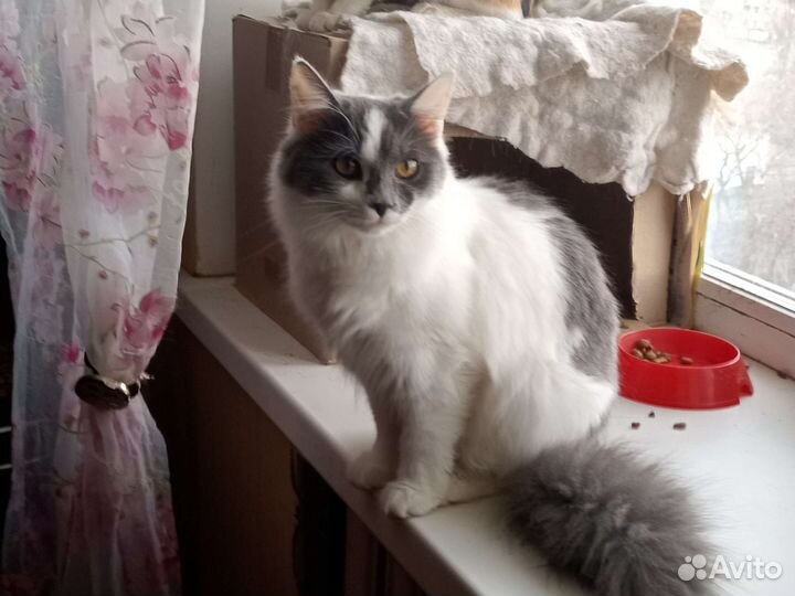 Помогите котикам найти хозяина