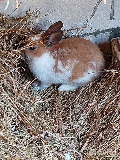 Кролики подрощенные