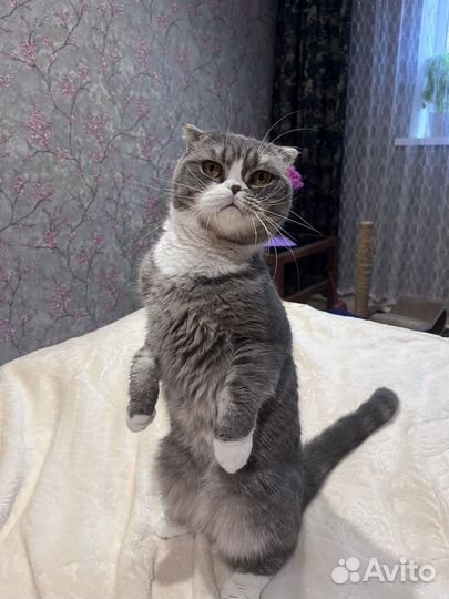 Передержка животных